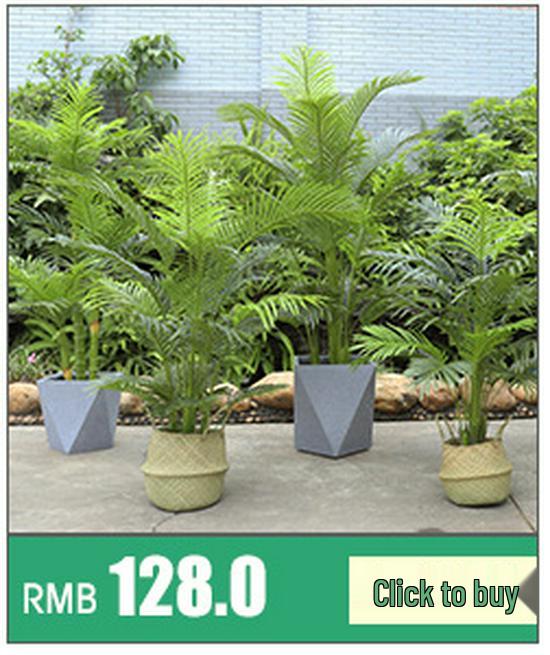 Large Brazilian Iron Tree Potted Plant for Tropical-Style Homes and Landscapes