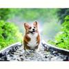 5D алмазная живопись мозаика собака 5D комплект животное полная круглая алмазная вышивка распродажа горный хрусталь картина декор для дома 30x40 см/12x16 дюймов