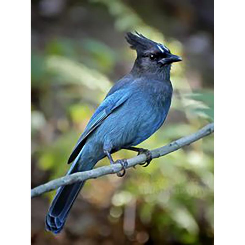 5D DIY Алмазная картина Птица Пейзаж Полный Круглый Алмазная вышивка Набор для вышивки крестом Мозаика Украшение со стразами Подарок