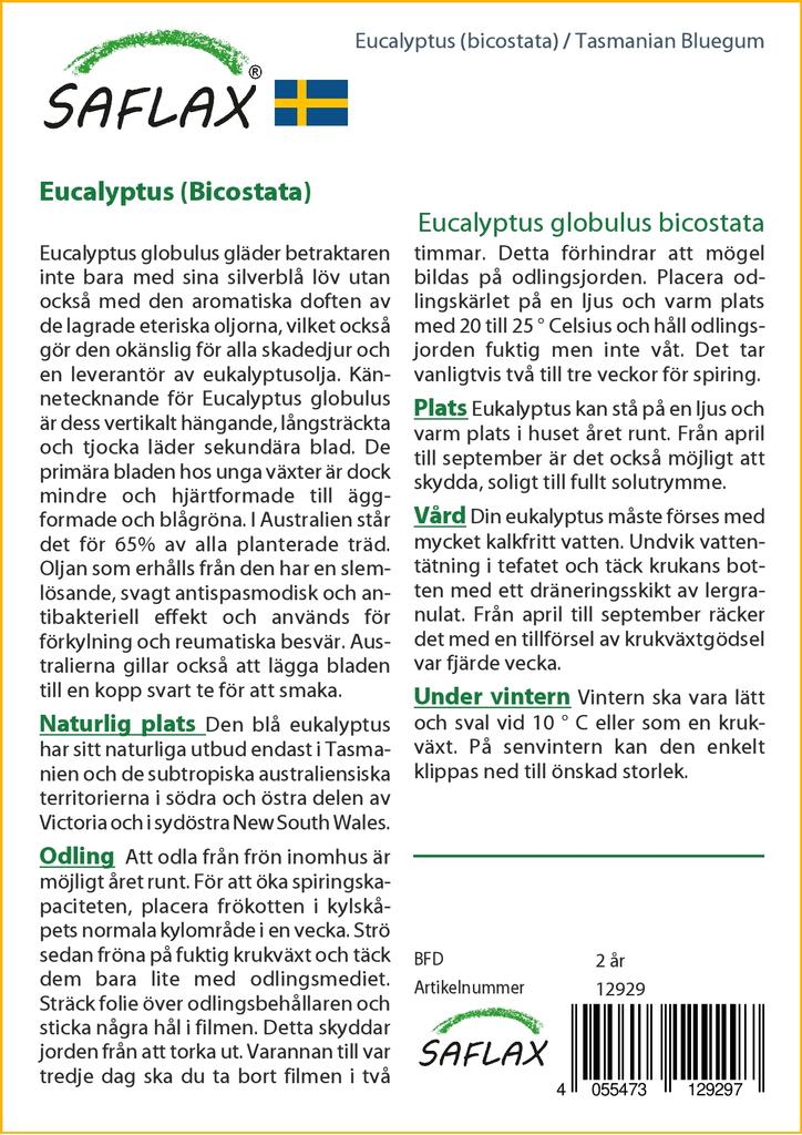 SAFLAX Тасманская голубая резинка - 100 семян - Eucalyptus globulus