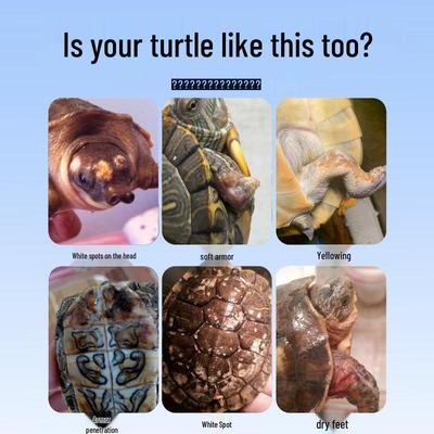 Раствор для ухода за черепахами: Профилактика гниения панциря и кожи, помутнения глаз и анорексии у водных рептилий