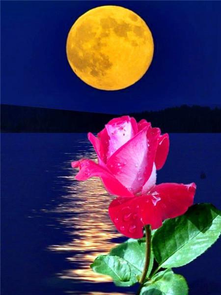 5D DIY Алмазная картина Новый цветок Роза Стразы Алмазная вышивка Распродажа Пейзаж Приморская мозаика Домашний декор