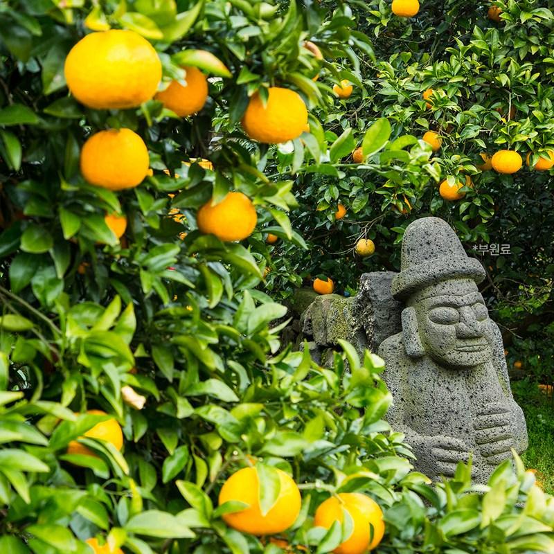 Baryorang Kids Vita Tent Желе со вкусом мандарина Чеджу 15 пакетиков, 225 г, 3 упаковки