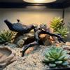 Natural Style Reptile Climbing Branch 3D Imitation Hermit Crab Climbing Toy  Gecko Lizard Enclosure