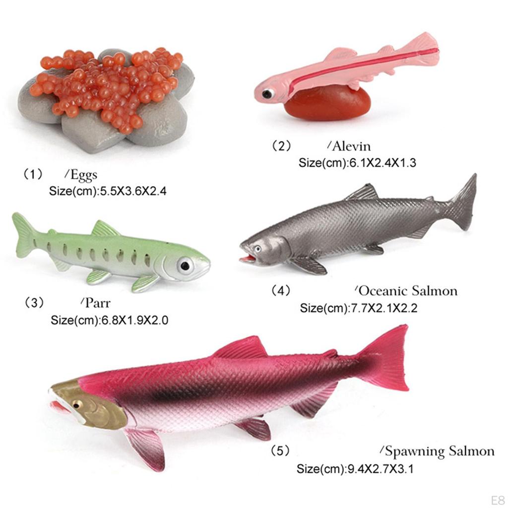 Animal Life Cycle Salmon Model Toy Children Kids Toys