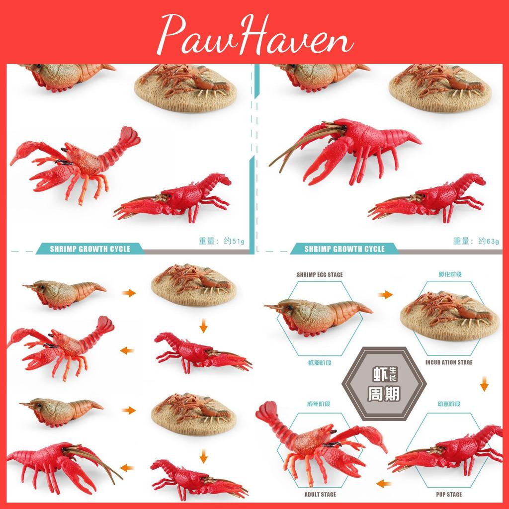 Authentic Crawfish Life Cycle Model Static Pvc Replica Ideal For Learning And Decoration