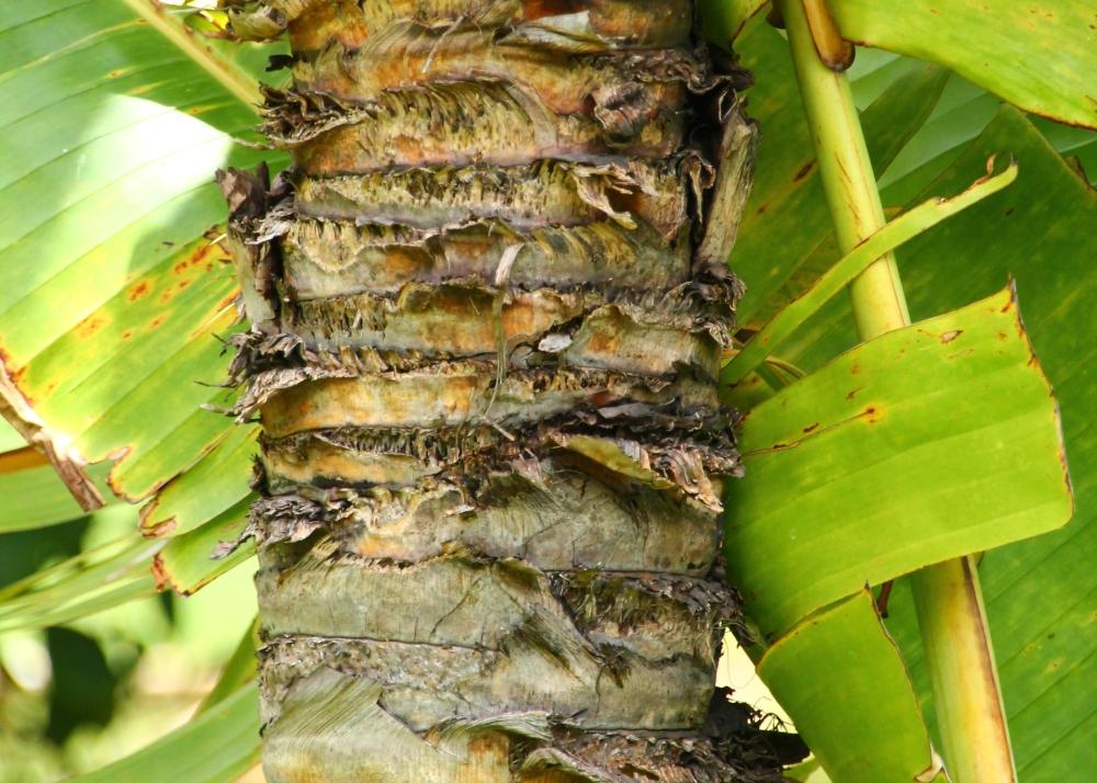 SAFLAX Дерево путешественника - 8 семян - Ravenala madagascariensis