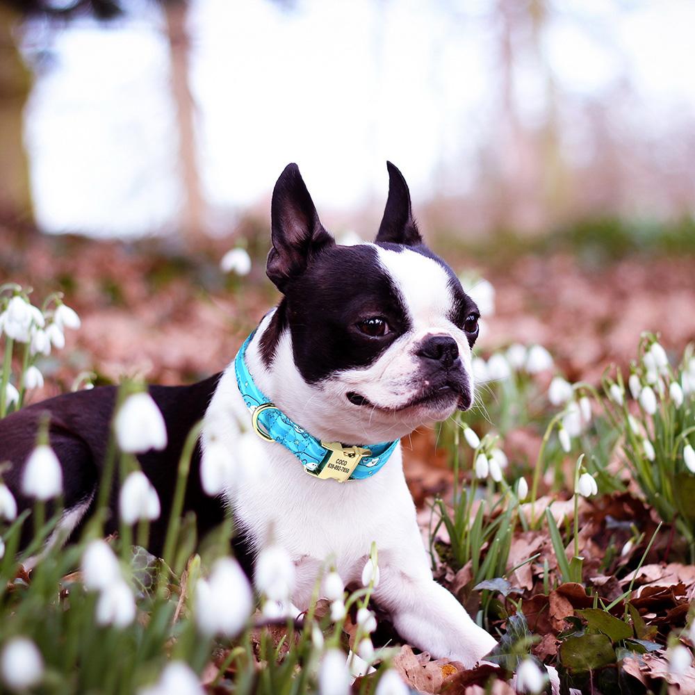 Ошейник для собак с цветком, персонализированные ошейники для собак, нейлоновый ошейник с пряжкой для домашних животных, регулируемый для маленьких, средних и больших собак, SML