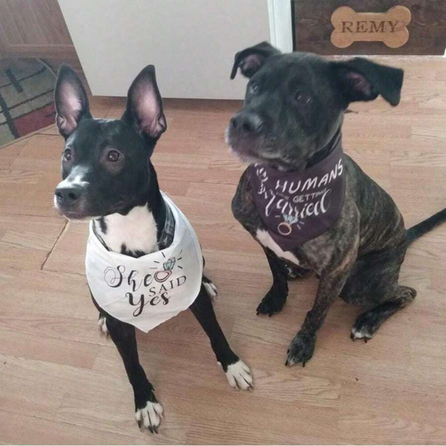 1 шт. Мои люди женятся Она сказала да Бандана для собаки Набор для свадьбы Объявление о помолвке Фотореквизит Свадебный душ Свадьба собаки