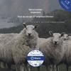 Aimeijia Kafli Merino Wool All-Season Quilt
