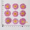Marguerite Daisy Embossed Dried Pressed Flowers Decal Pack