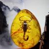 1PC Insects Amber Gemstone Scorpion Natural And Mineral Stones Home Decor Insects Amber Gemstone DIY Hand Crafts Gift