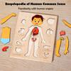 Body Parts Puzzle Matching Game Educational Human Body Structure Anatomy Puzzle Board