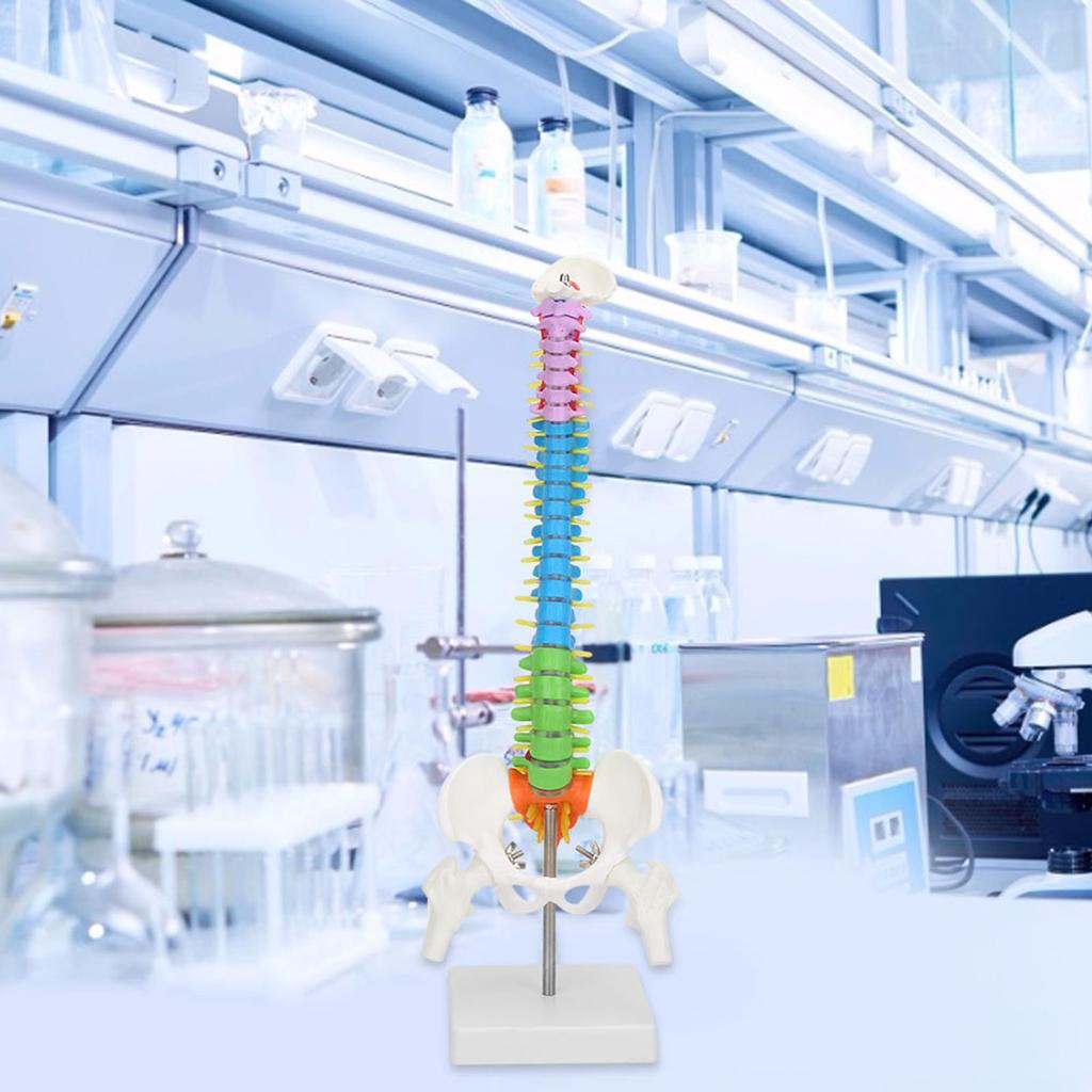 Новая цветная гибкая анатомическая модель человеческого скелета позвоночника в натуральную величину с тазом и бедренной костью 45 см