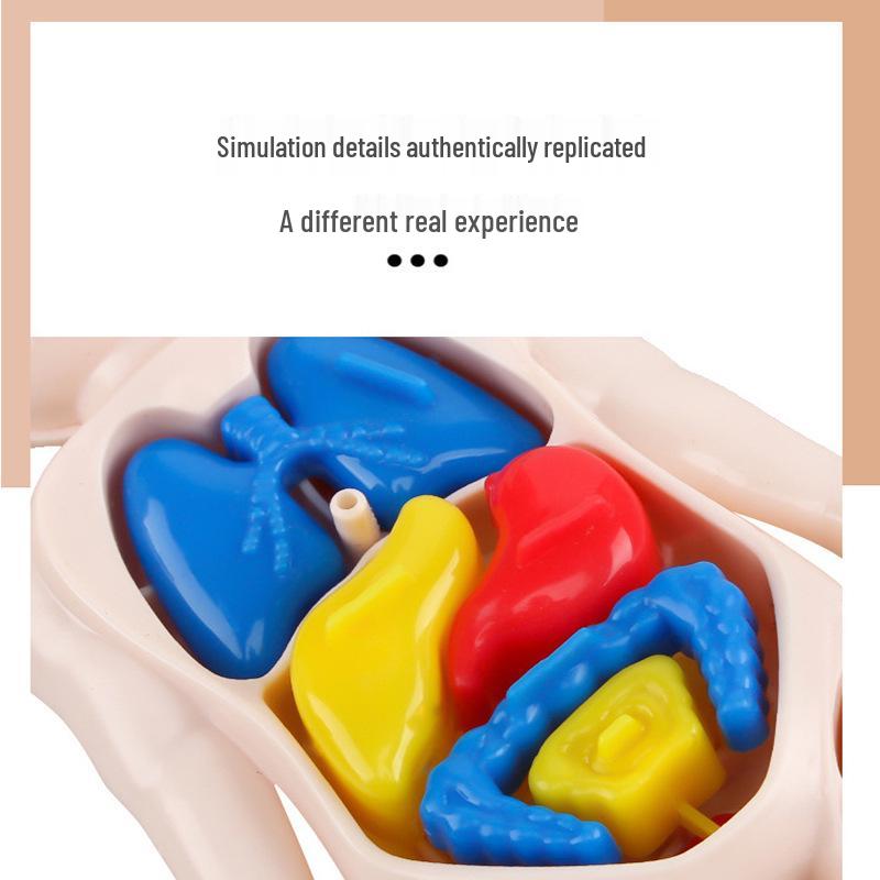 Набор для создания модели человеческого органа своими руками для детей - Образовательная игрушка STEAM для науки в начальной школе