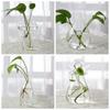 Horticulture Living Room Decorations The Glass Vase Vase Hydroponic Container Hydroponic Vase
