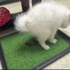 Искусственный газон для туалета для собак для дома и балкона