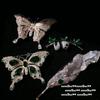 Mojito Frost Butterfly Brooch Sotheby's 18K Gold Plated Hand Set Zircon Withered Leaf Brooch