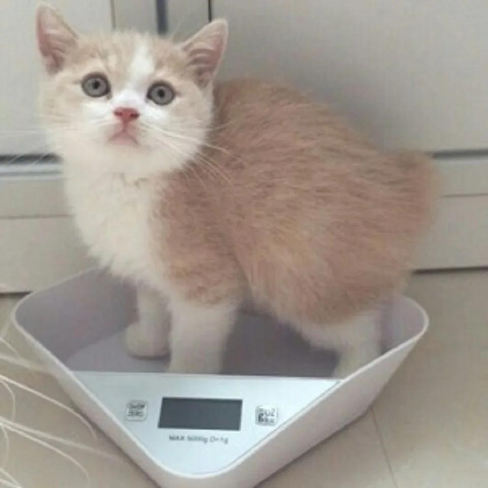 Весы для маленьких домашних животных, для кошек и собак, вес 5000 г, кухонные весы чашечного типа