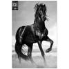 [A3275] - Фотохолст 'Лошадь' черный - 90x60 см