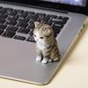 Украшение для кошки Статуэтка из смолы Ручная работа Реалистичная фигурка кошки Декор для дома, офиса, рабочего стола, гостиной