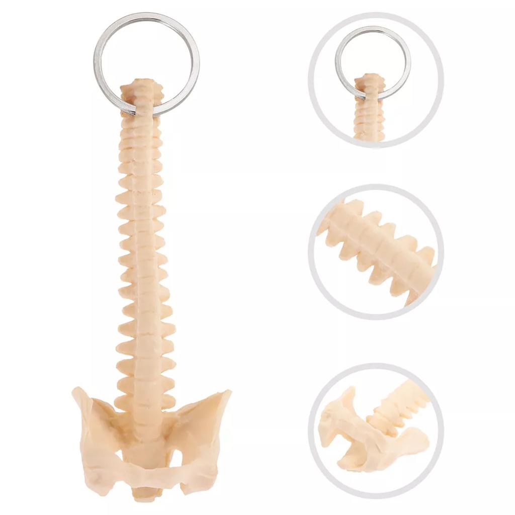 Educational Human Spine Skeleton Model Keychain Car Key Chain for Anatomy Enthusiasts Portable Classroom Teaching Tool