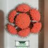 300-Piece T-Shaped PE Knot Big Fish Space Beans with Four-Corner Positioning