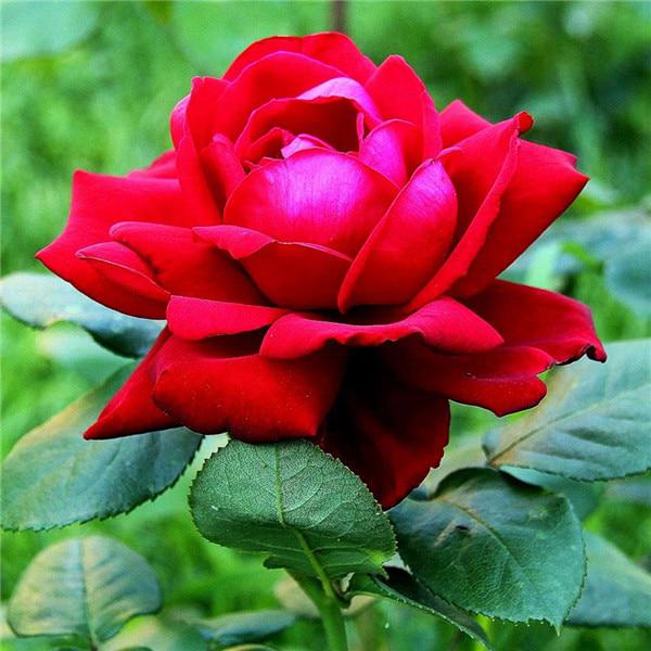 5D DIY Алмазная картина Полный круг Пейзаж Дерево Отражение Вышивка Картина Вышивка крестом