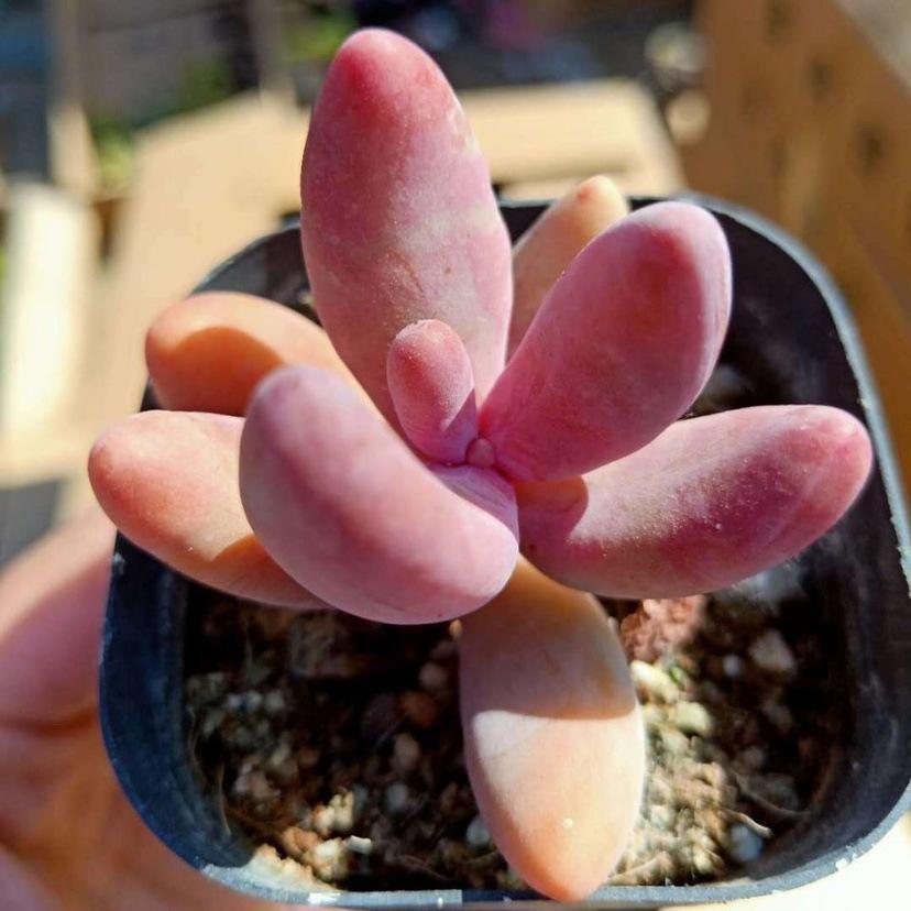 Red Finger Succulent: Single/Multiple Head Clump-forming Indoor Desktop Plant, Columnar Shape, No Pot.