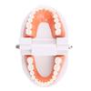 Tooth Brushing Model Dental Standard Teeth Model Typodont Demonstration Compatible with Teaching Studying Small Size