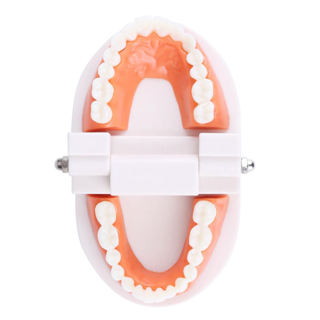 Tooth Brushing Model Dental Standard Teeth Model Typodont Demonstration Compatible with Teaching Studying Small Size