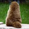 lilizzhoumax Realistic Groundhog Super Soft Groundhog Stuffed Kids Brown Plush, Animal, Girl's Toy, Gift, 9-Inch