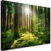 Canvas Print, Forest Trees Nature
