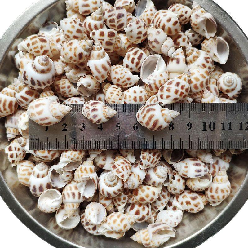 Natural Seashells: Hermit Crab & Fish Tank Ornaments