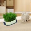 Cat Grass Germination Kit, Lightweight Tray.