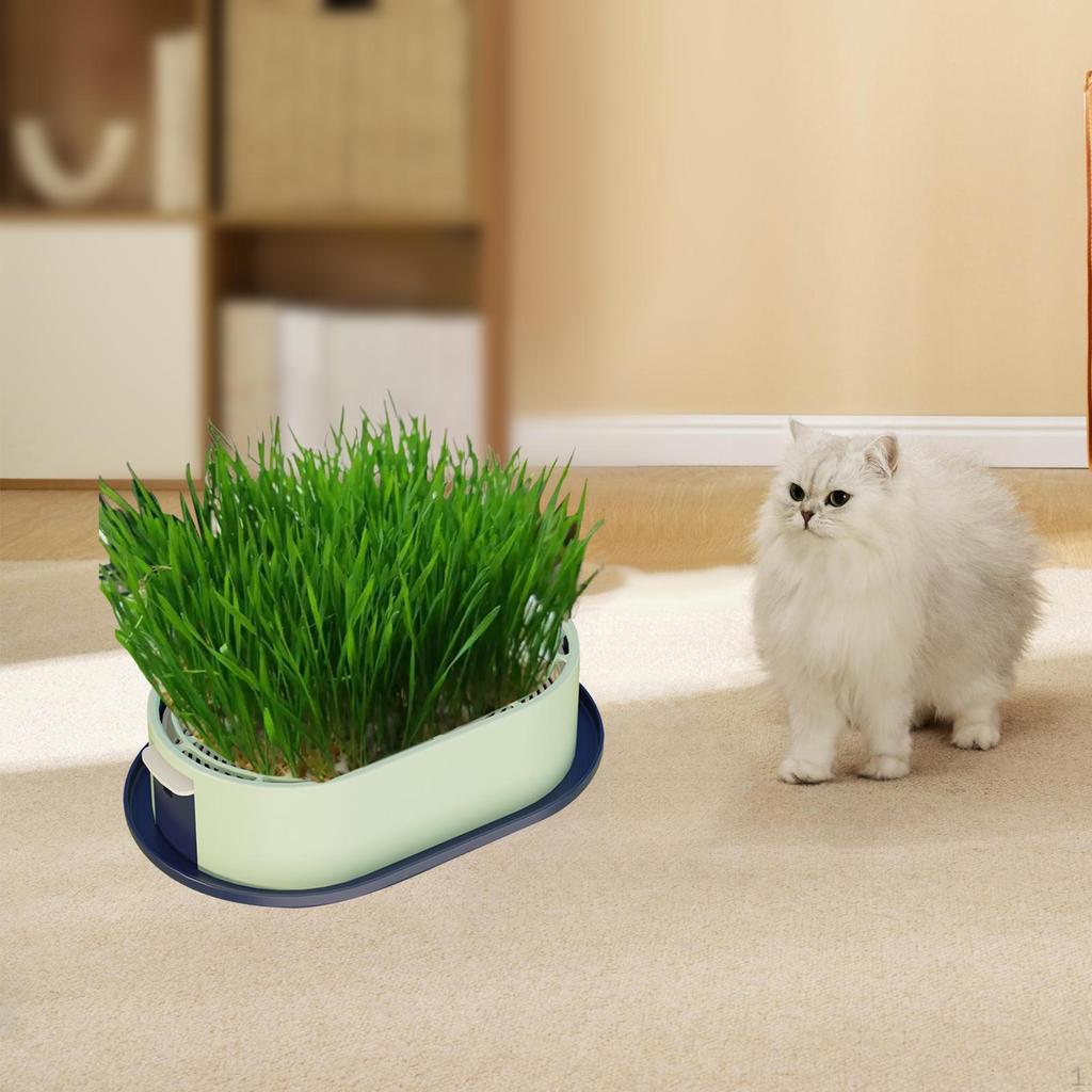 Cat Grass Germination Kit, Lightweight Tray.