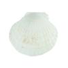 10Pcs Natural Scallop Shells DIY Crafts Theme Party Decor Bright White Seashells Jewelry Christmas Decoration