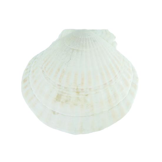 10Pcs Natural Scallop Shells DIY Crafts Theme Party Decor Bright White Seashells Jewelry Christmas Decoration