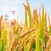 Enshi Long-Grain Selenium-Rich Rice 2.5kg