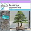Бонсай - Sea Ironwood - 200 семян - Casuarina equisetifolia