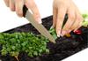 TEMPERED GLASS CUTTING BOARD 30x22 CHILLI