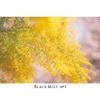 Kenko Mist Filter Black Mist N 58mm Soft Diffusion Effect Powerfully softens creating a cinematic effect Slim frame compatible with lenses Water and