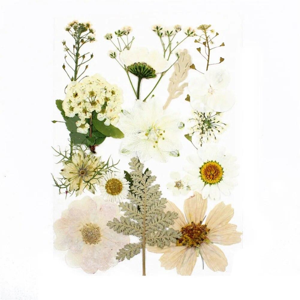 15pcs Dried Flower Natural Flower Stickers Dry Beauty Decal For DIY Plants Art Craft Floral Decors Making Accessories