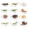 Kids Cognitive Snail Growth Cycle Cycle Mantis Figurine Praying Mantis Toy Life Cycle Figures