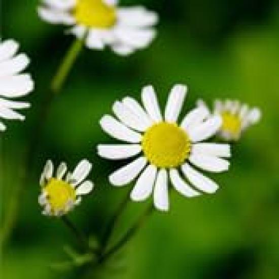 Moisture Herbal 7 Sheets MARKS&WEB Mask, Lavender/Chamomile,