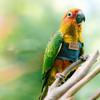 Cowboy Parrot Flying Harness with Leash Lightweight Parrot Vest Comfortable Bird Walking Suit