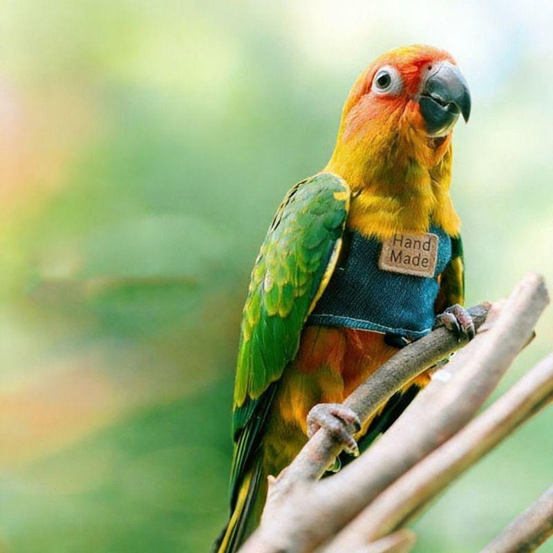 Cowboy Parrot Flying Harness with Leash Lightweight Parrot Vest Comfortable Bird Walking Suit