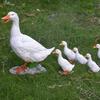 pcs For Outdoor LIfelike Simulation Duck Large Park Landscape Duck Model Resin Crafts Garden Decor