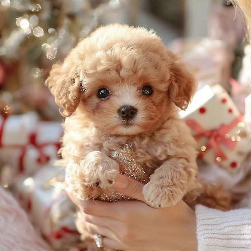 My Lifelike Robot Puppy, Robot Puppy That Behaves Like a Real Dog, Cute Soft Robot Dog That Walks and Barks(Brown)