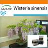 Garden in the Bag - Бонсай - Глициния китайская голубая - 4 семени - С субстратом в подходящем пакете - Wisteria sinensis
